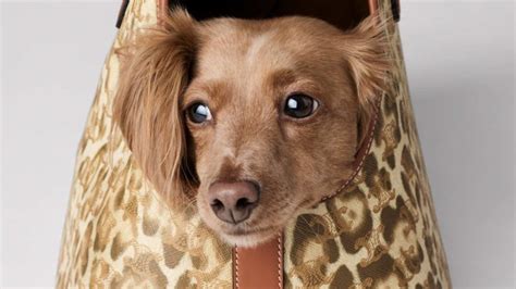 puppy in a celine purse|Celine Just Dropped a New Collection of Luxurious Pet Accessories.